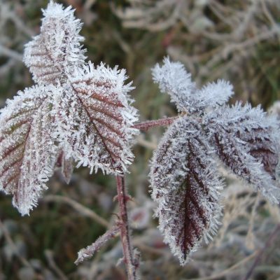 frost on blackberry 003