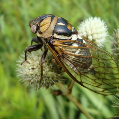 prairie cicada